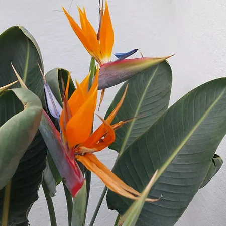 El Patio De Estrella * Las Palmas de Gran Canaria