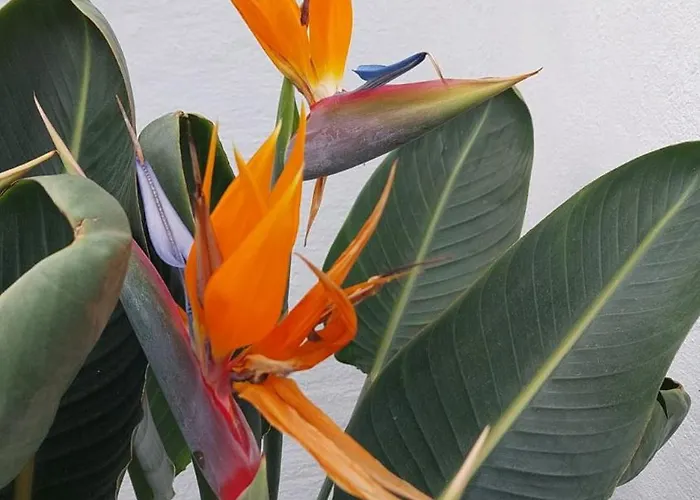 El Patio De Estrella * Las Palmas de Gran Canaria